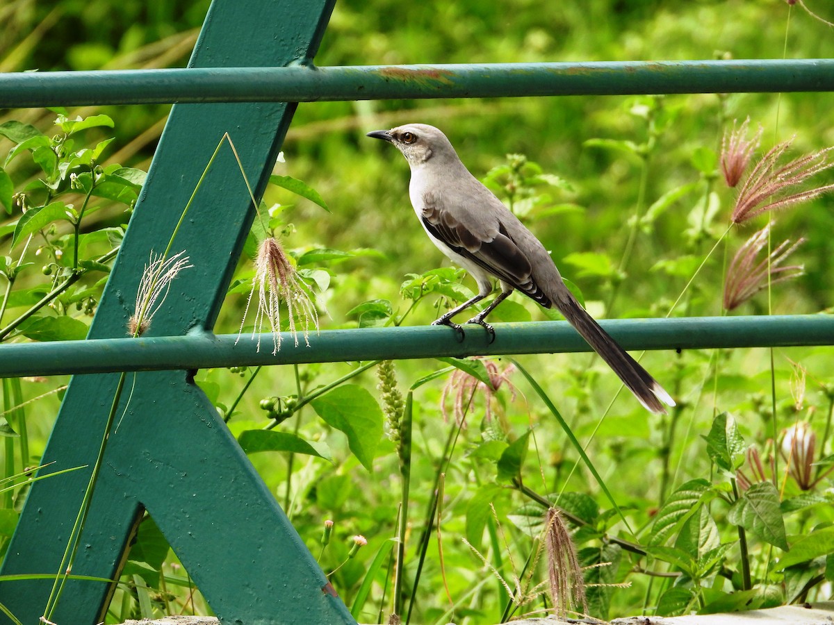 Tropical Mockingbird - ML624093198