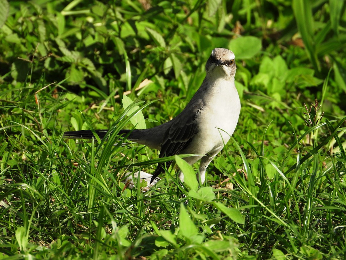 Tropical Mockingbird - ML624093199