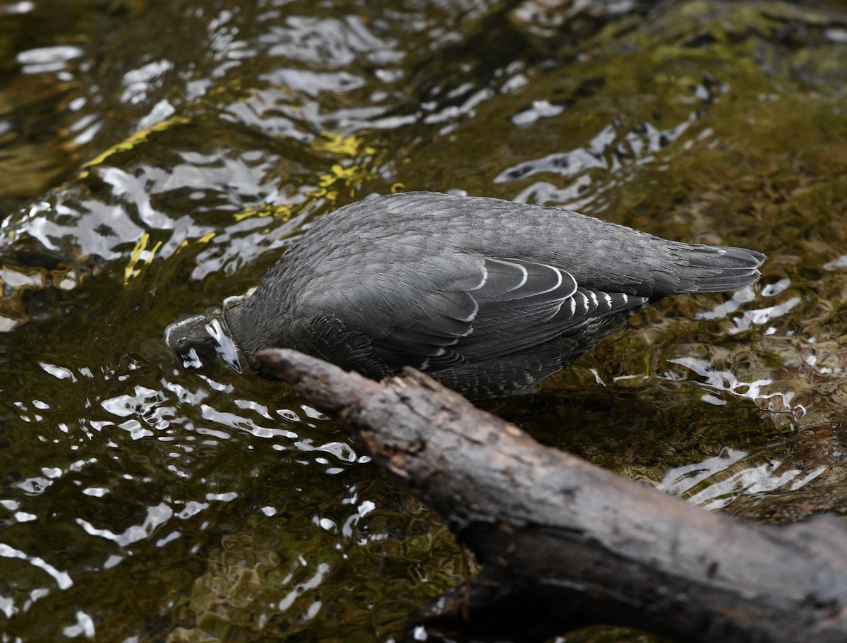 American Dipper - Greg Hudson