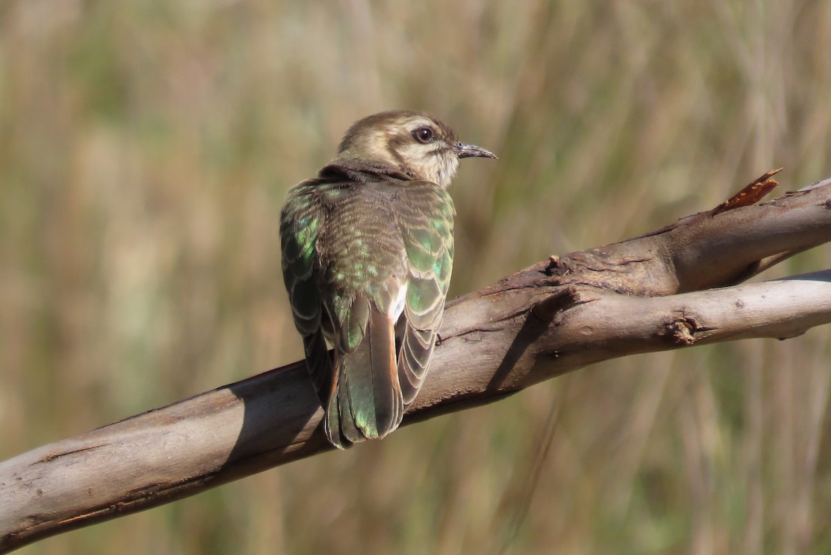 Horsfield's Bronze-Cuckoo - ML624093208