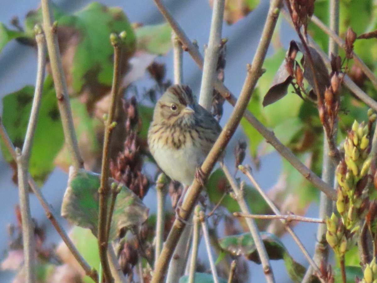 Lincoln's Sparrow - ML624093217