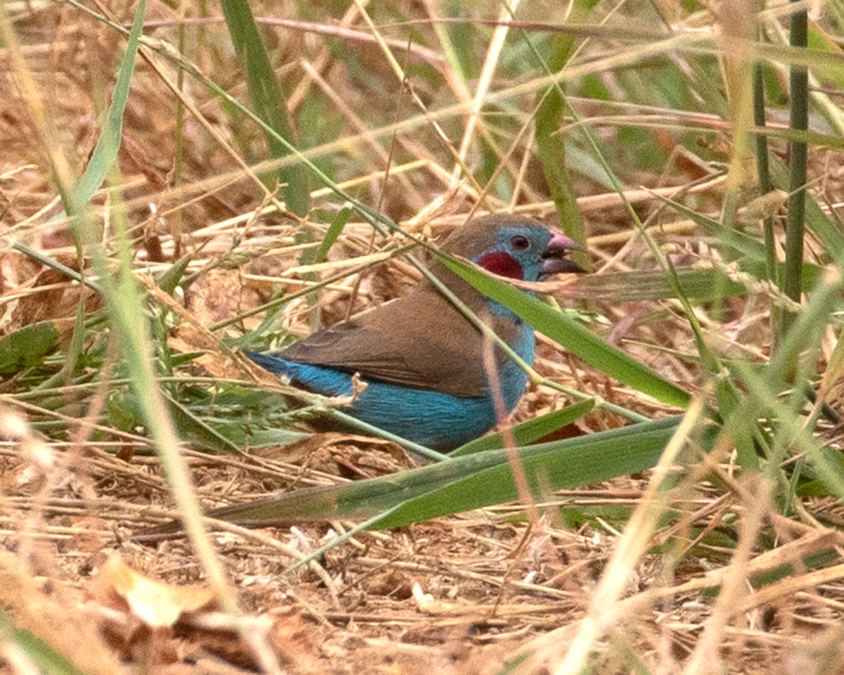 Red-cheeked Cordonbleu - ML624093222