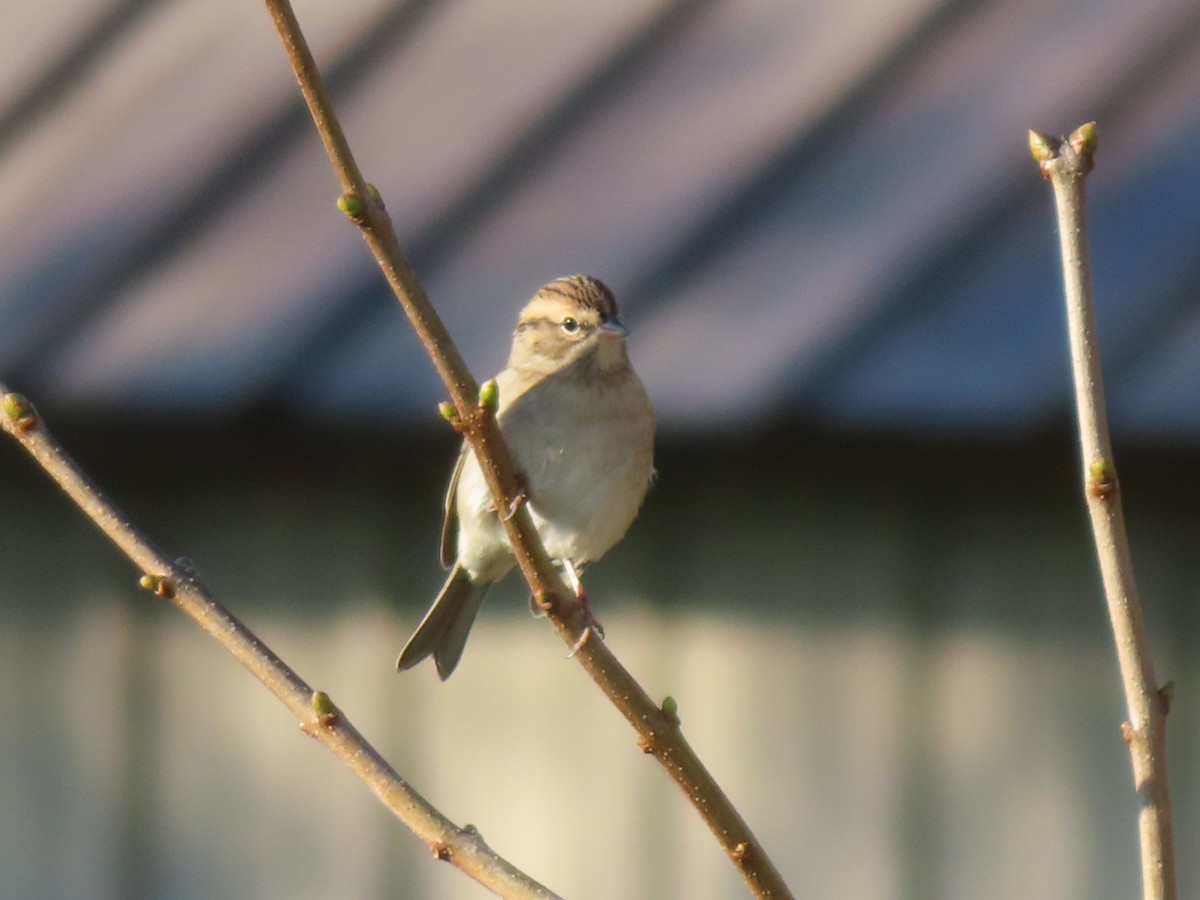 Chipping Sparrow - ML624093234