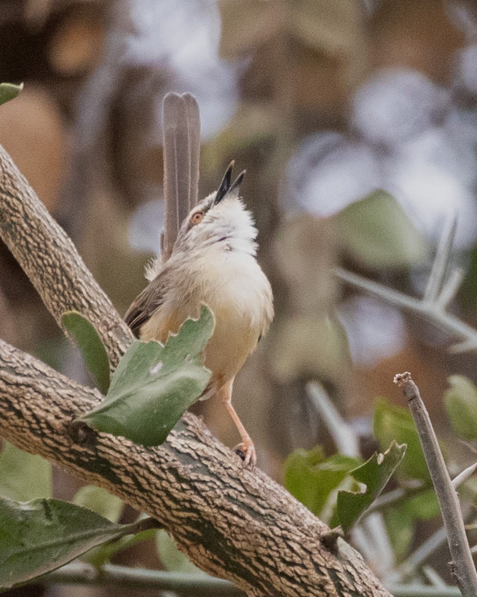 Tawny-flanked Prinia - ML624093245