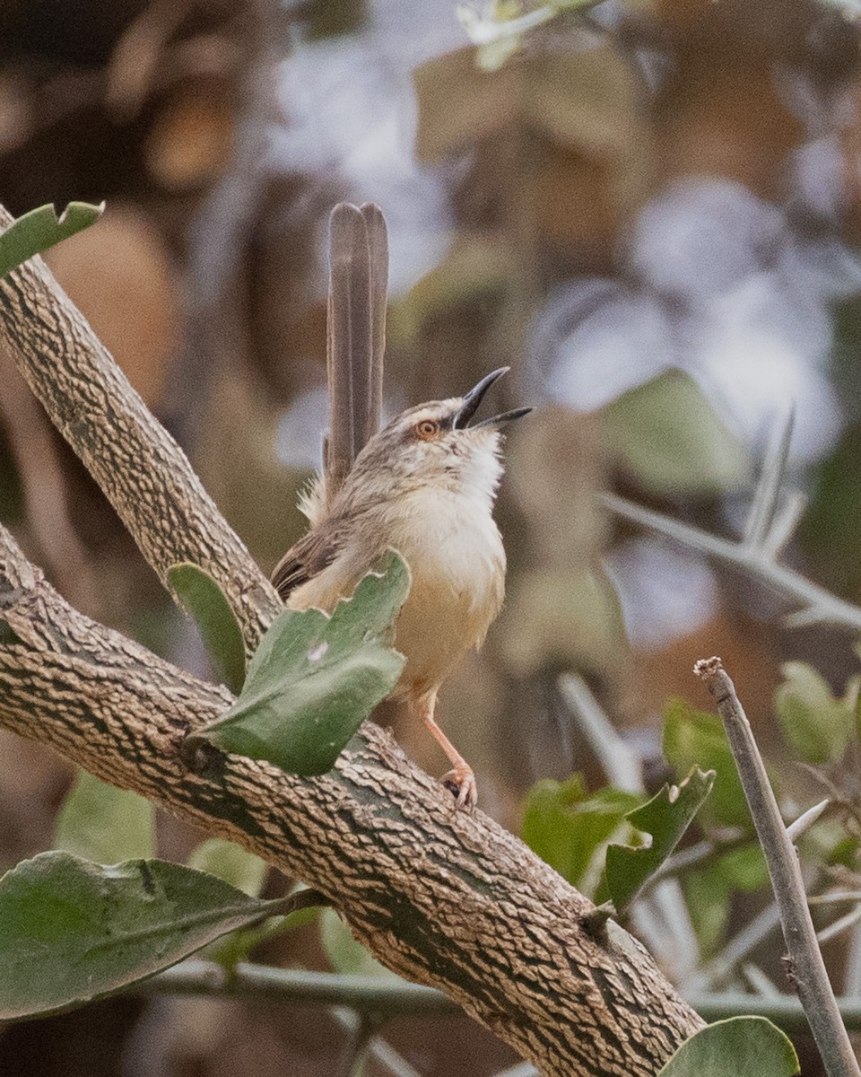 Tawny-flanked Prinia - ML624093246