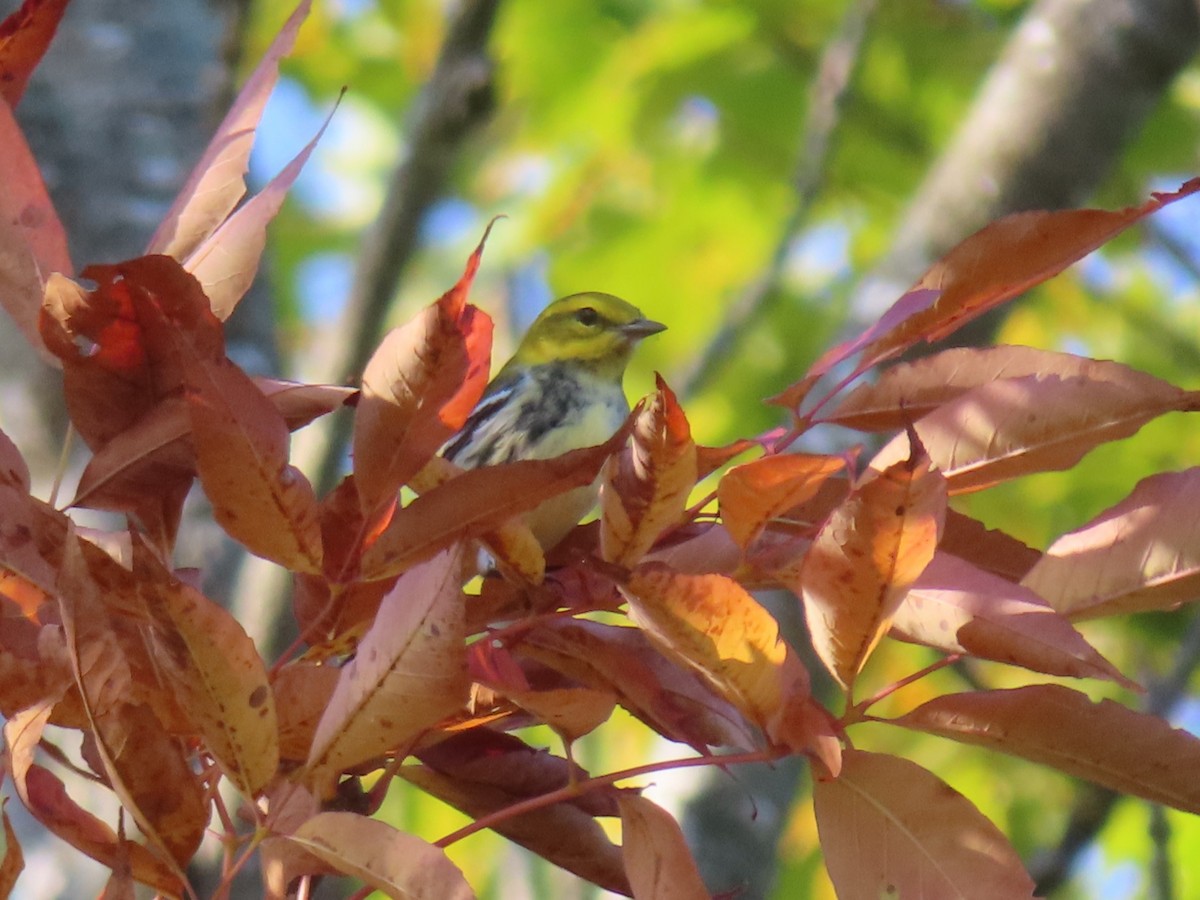 Black-throated Green Warbler - ML624093308