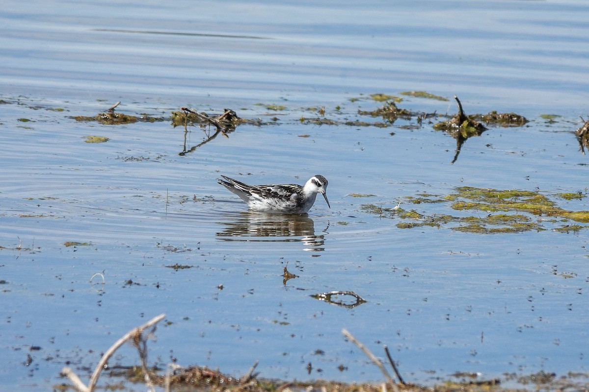 Red-necked Phalarope - Vic Zerbi