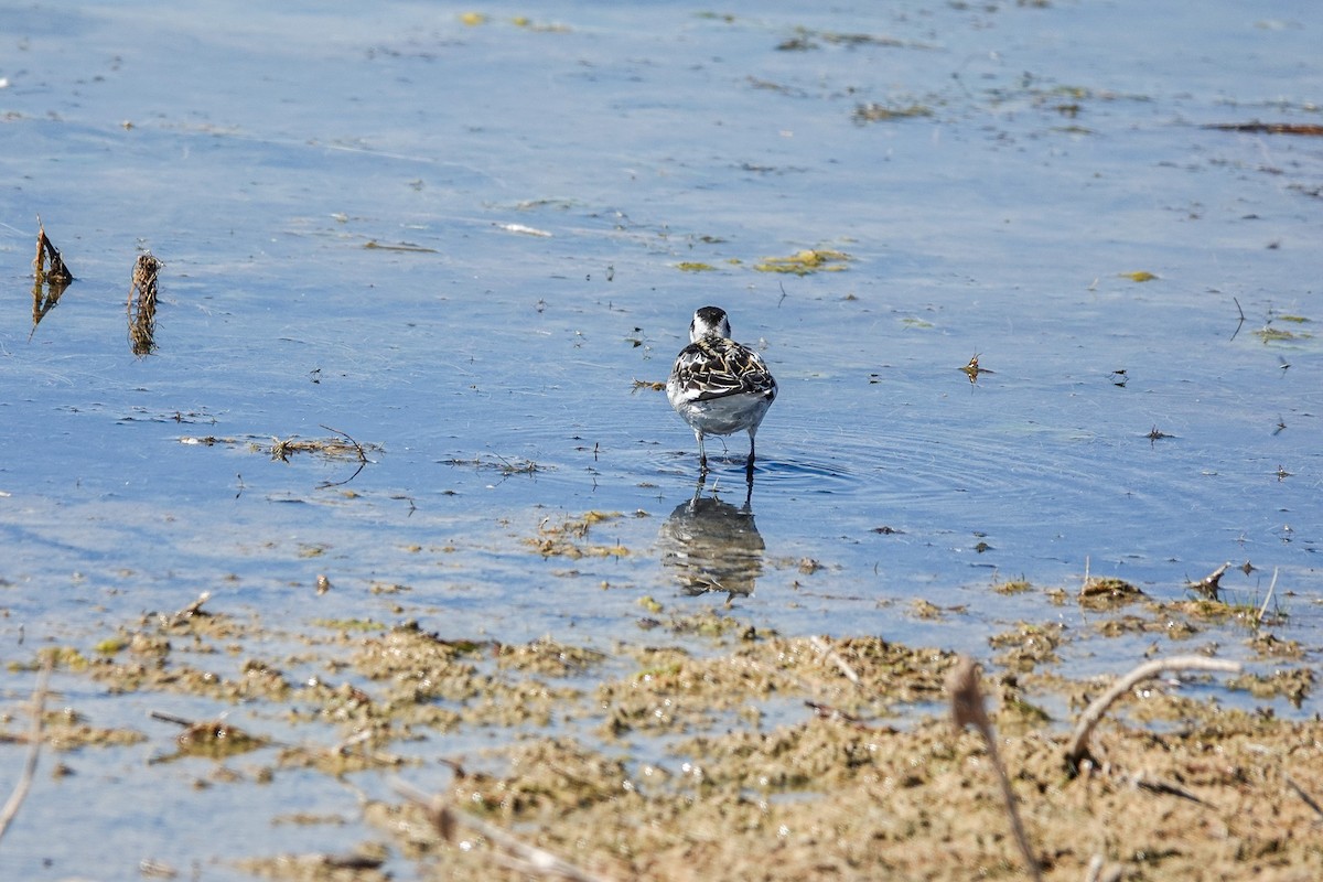 Red-necked Phalarope - Vic Zerbi