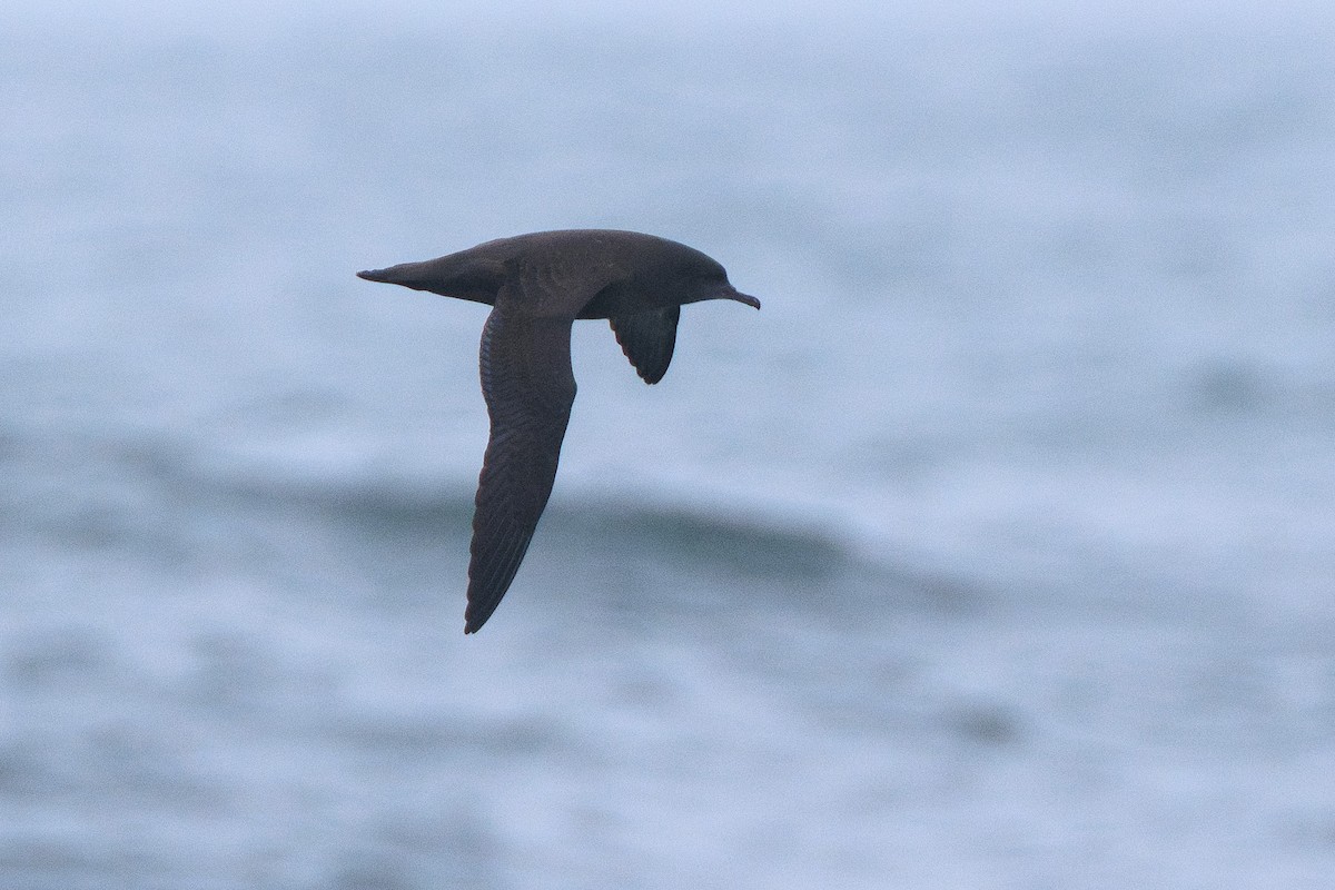 Sooty Shearwater - ML624093333