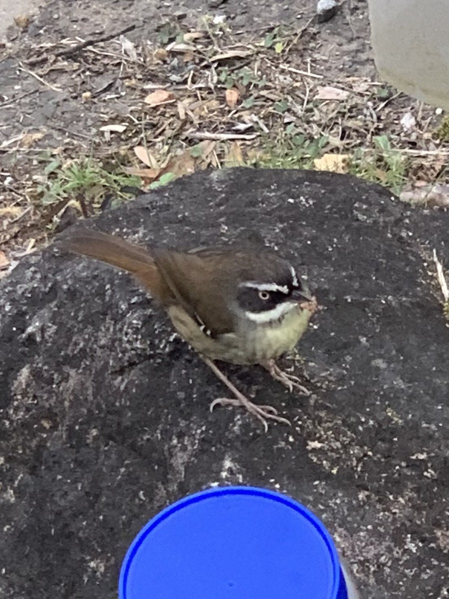 White-browed Scrubwren - ML624093364