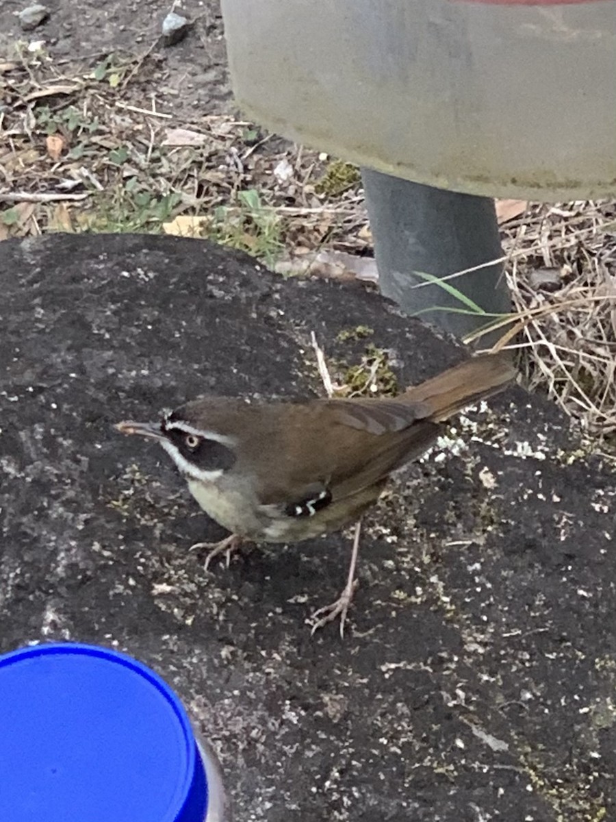 White-browed Scrubwren - ML624093365