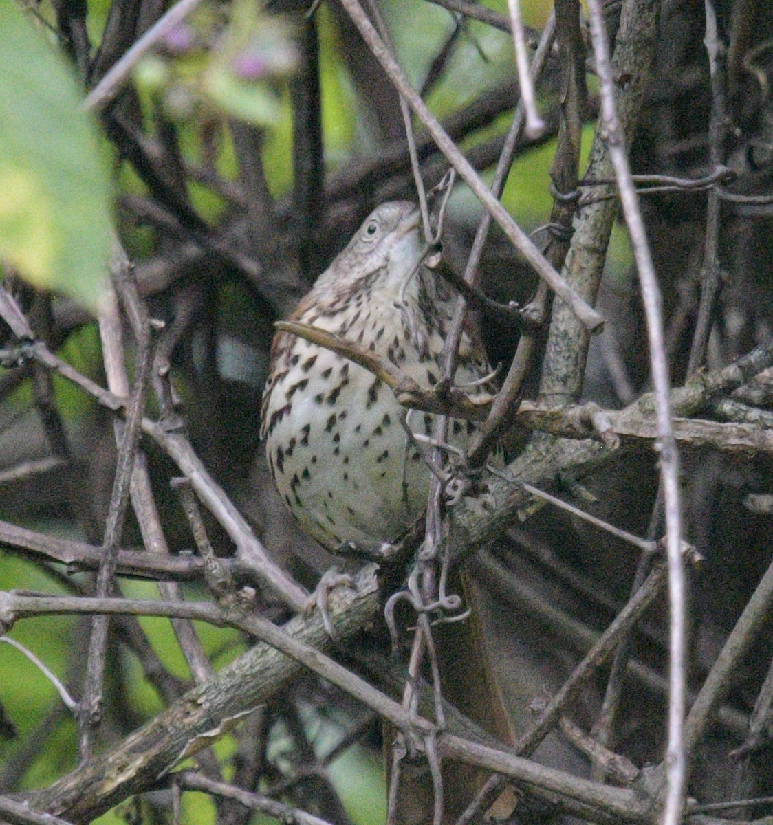 Brown Thrasher - ML624093378