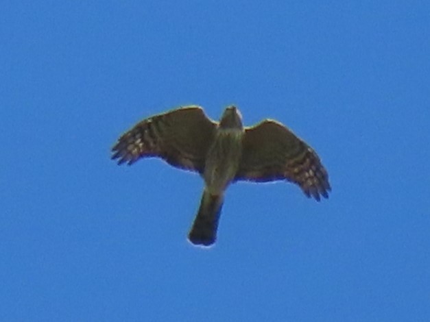 Cooper's Hawk - ML624093382