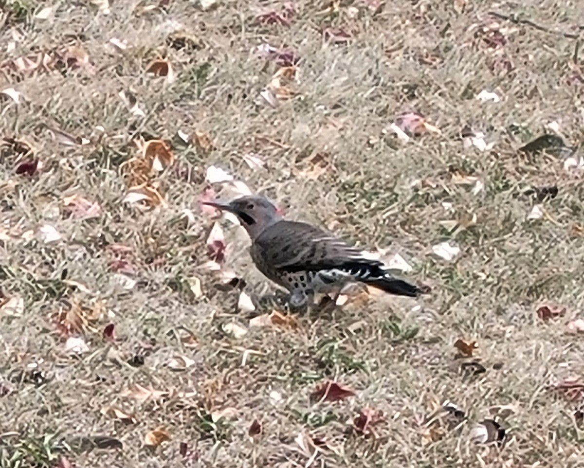 Northern Flicker (Yellow-shafted) - ML624093396