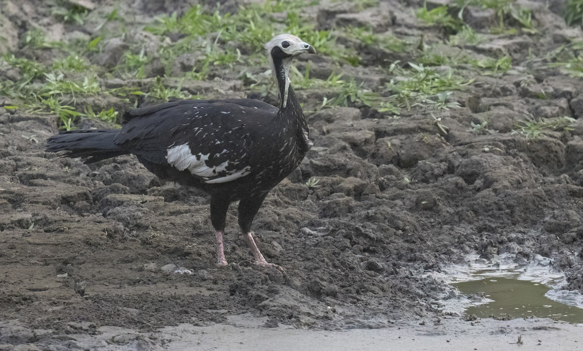 White-throated Piping-Guan - ML624093399