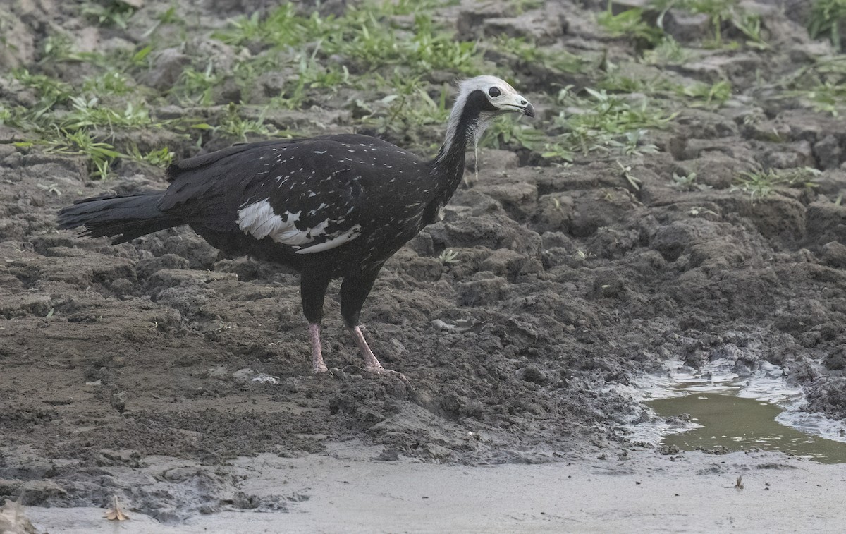 White-throated Piping-Guan - ML624093400