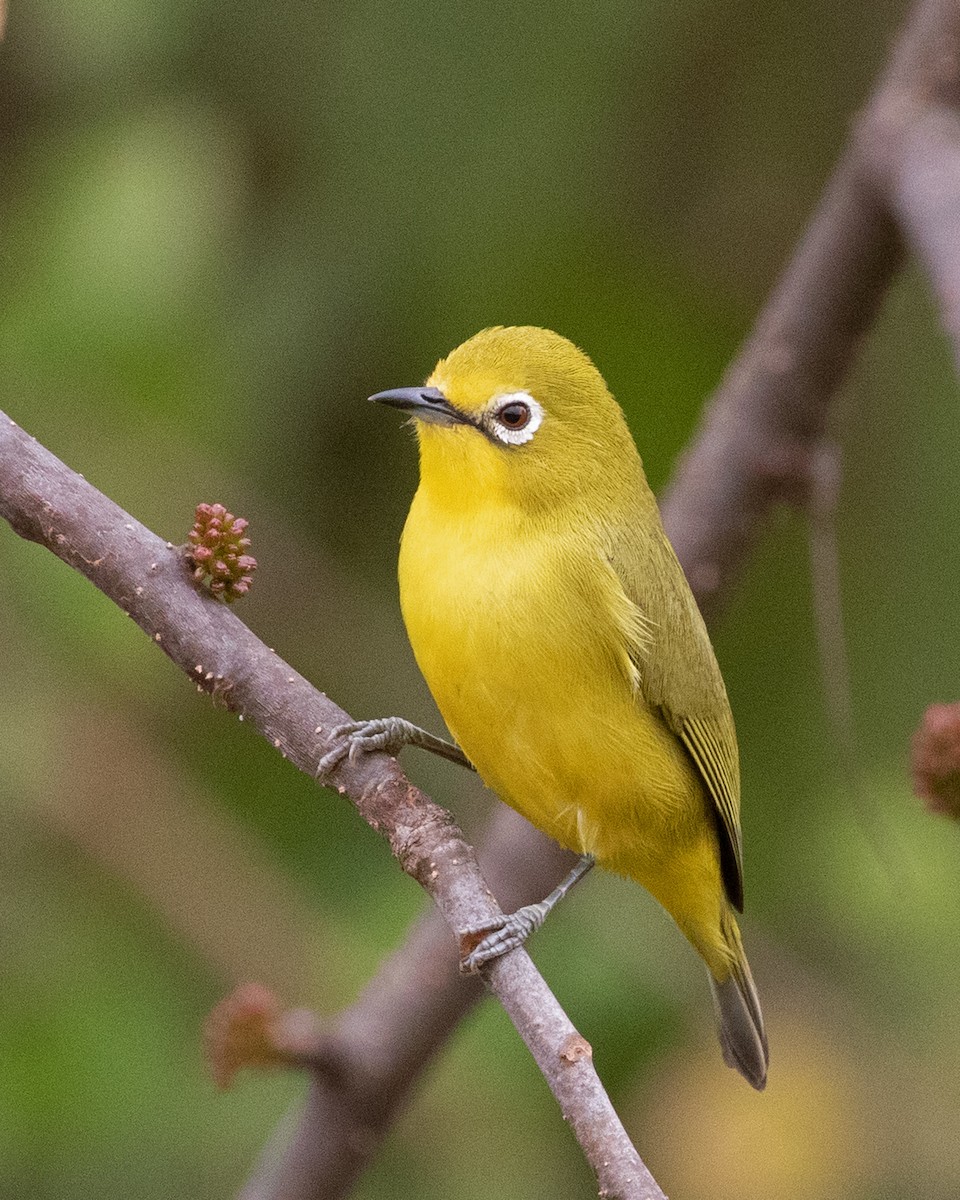 Pale White-eye - ML624093457