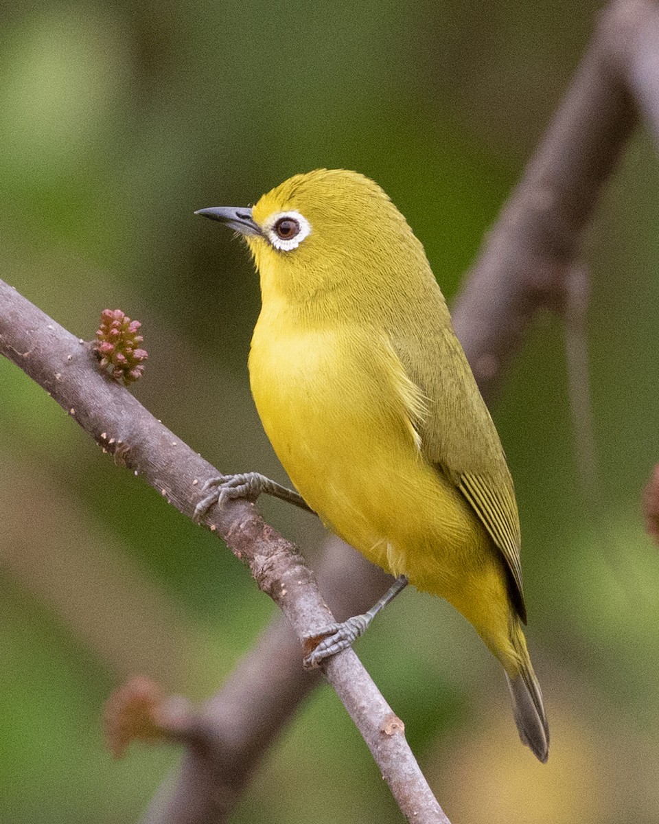 Pale White-eye - ML624093458