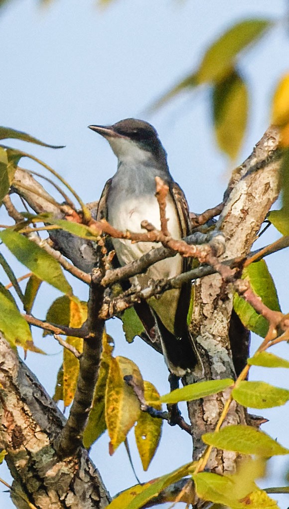 Eastern Kingbird - ML624093459