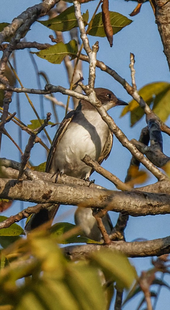 Eastern Kingbird - ML624093460