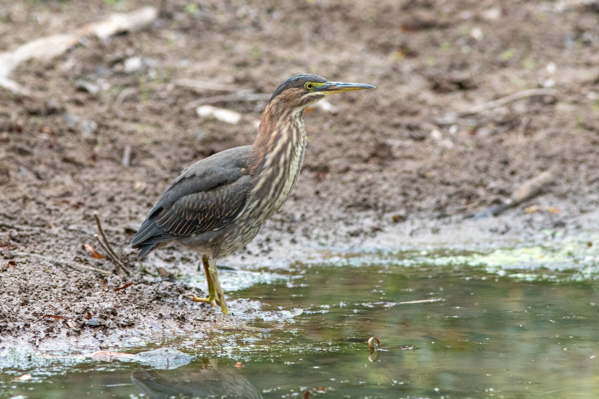 Green Heron - ML624093474