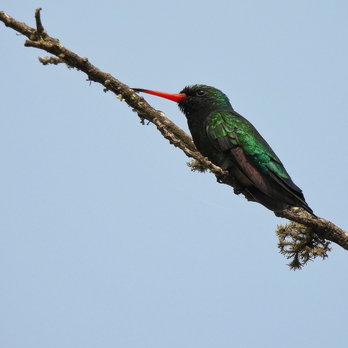 Glittering-bellied Emerald - Pablo Bruni