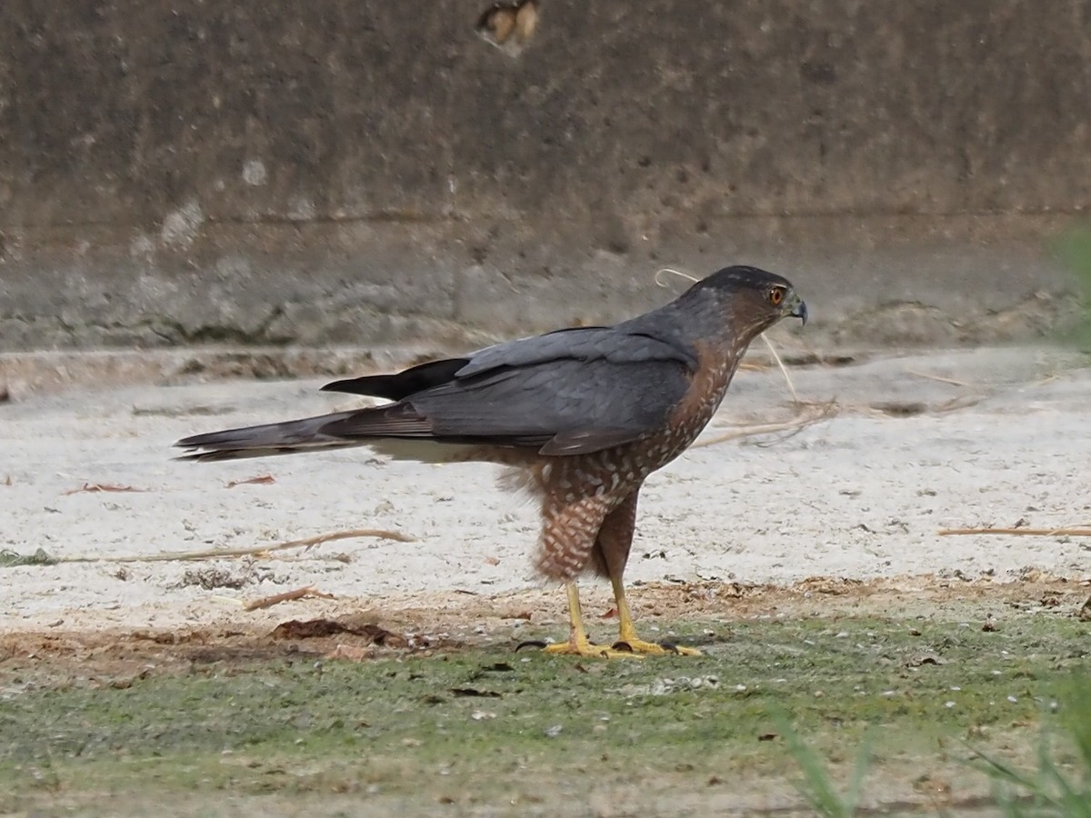 Cooper's Hawk - ML624093517