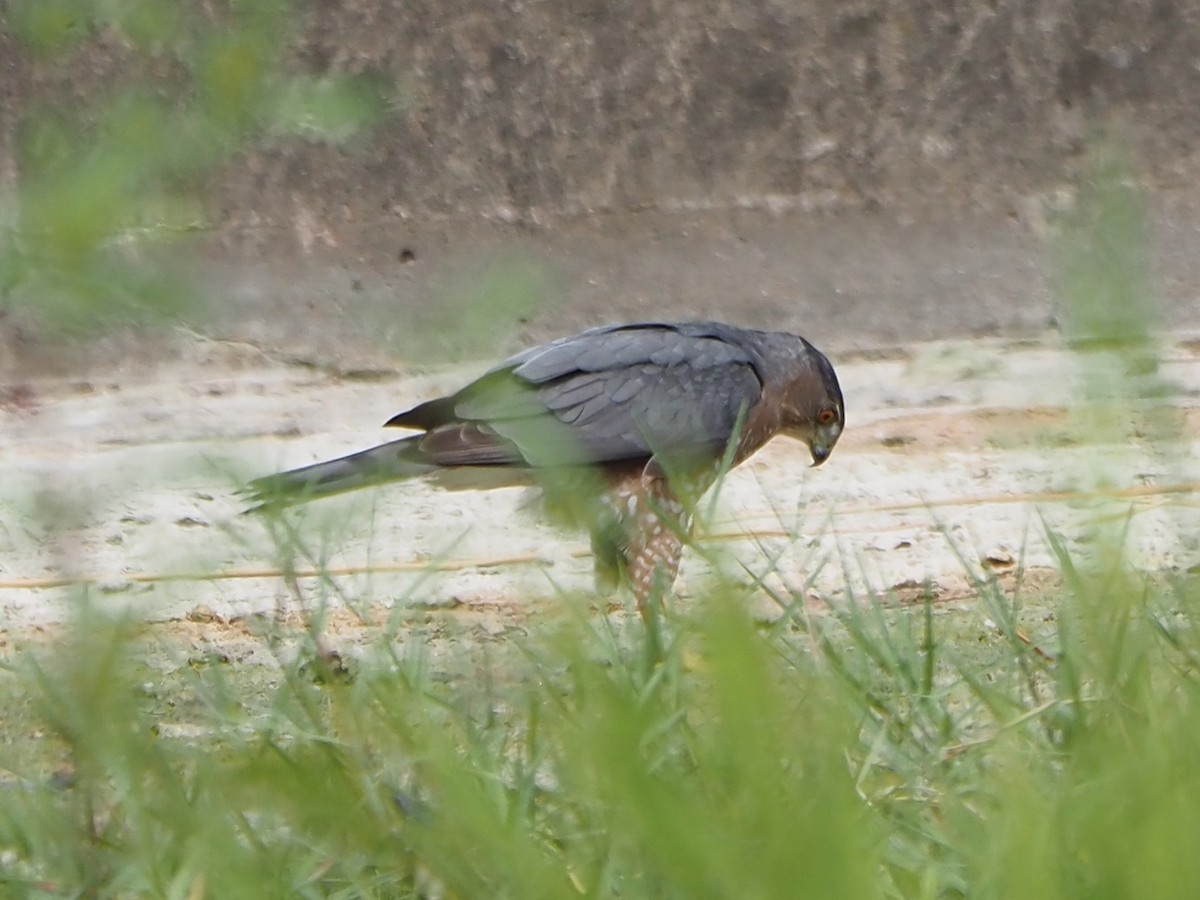 Cooper's Hawk - ML624093519