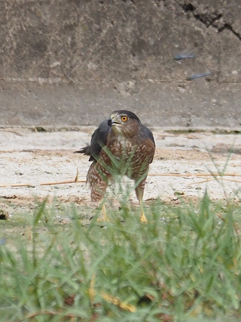 Cooper's Hawk - ML624093520