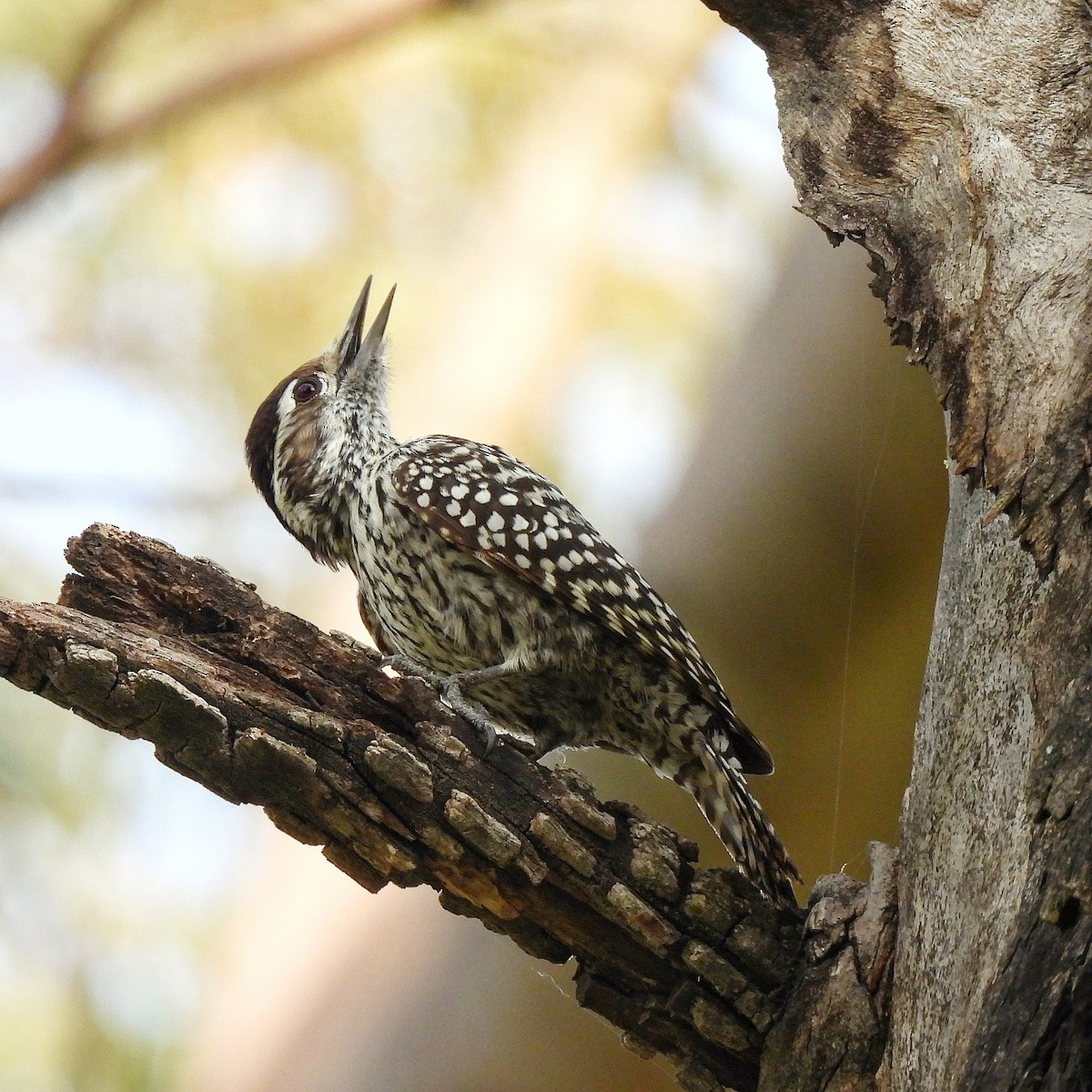 Checkered Woodpecker - ML624093568