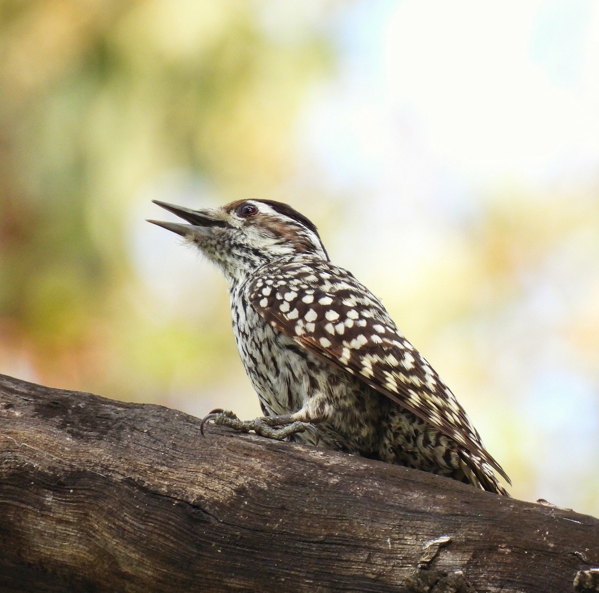 Checkered Woodpecker - ML624093569