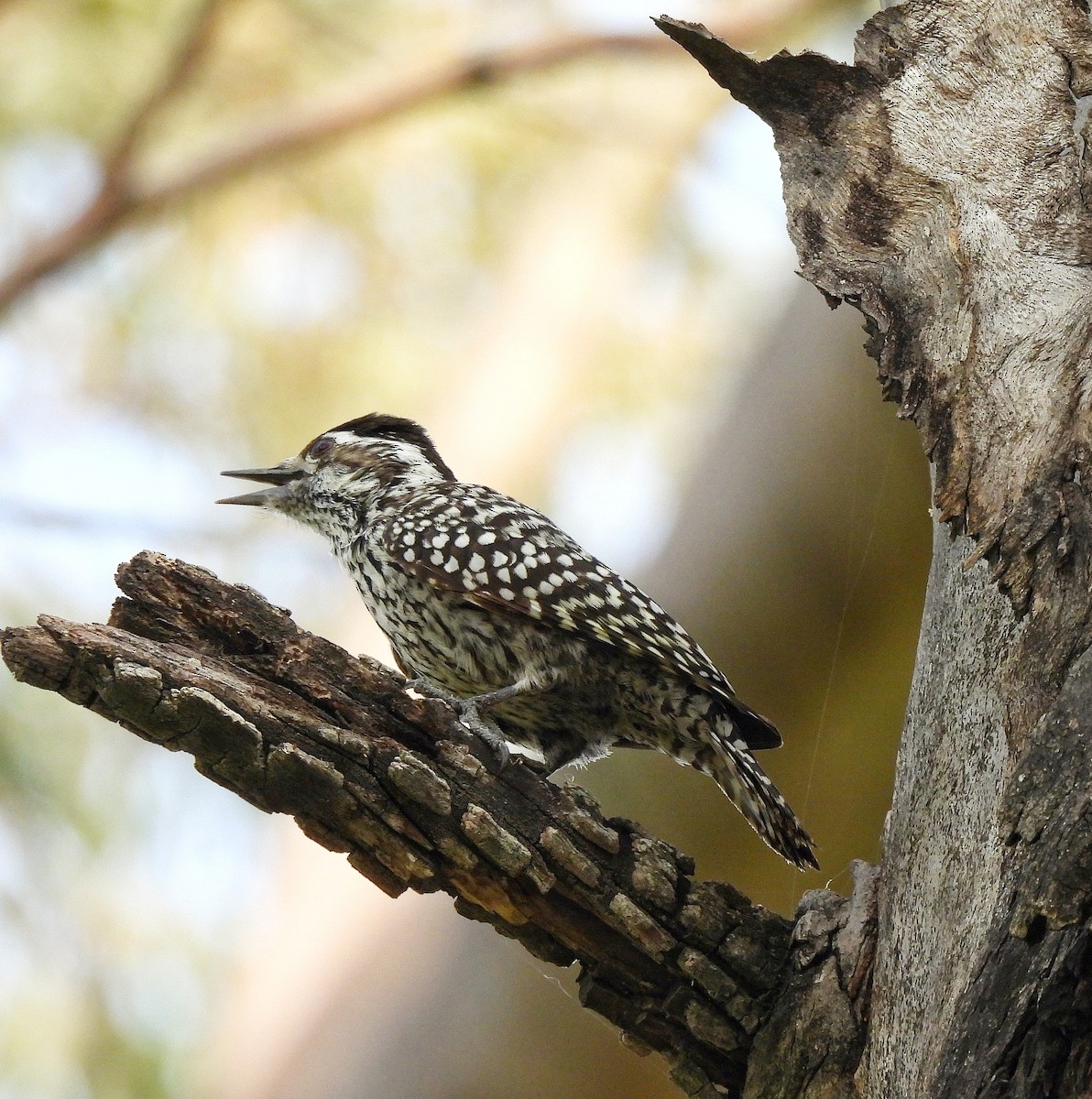 Checkered Woodpecker - Pablo Bruni