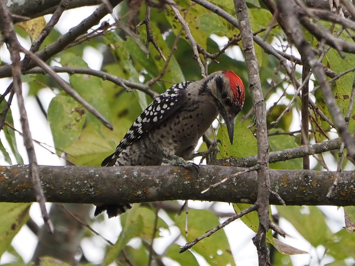 Ladder-backed Woodpecker - ML624093571