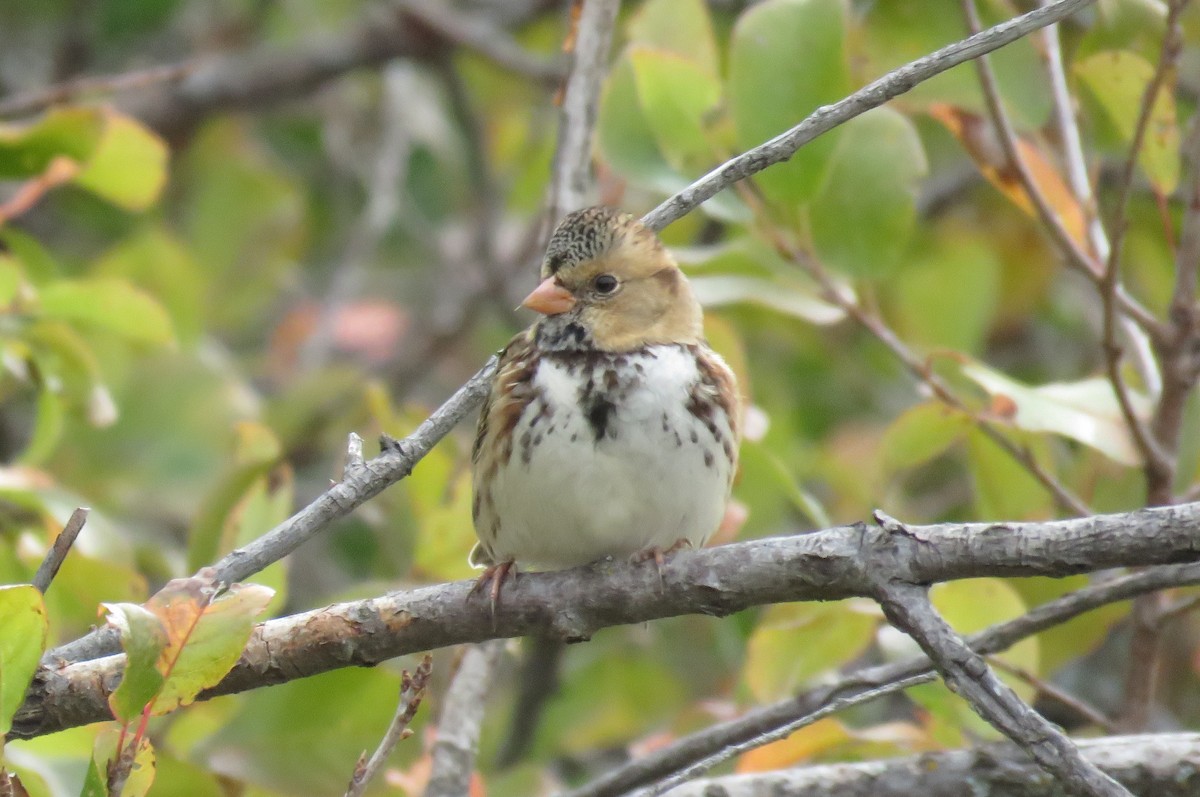 Harris's Sparrow - ML624093614