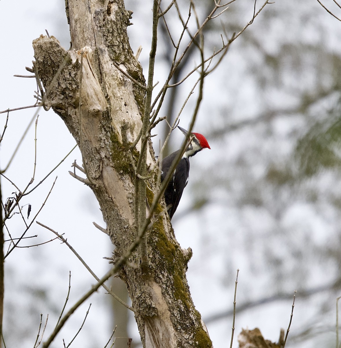 Pileated Woodpecker - ML624093621