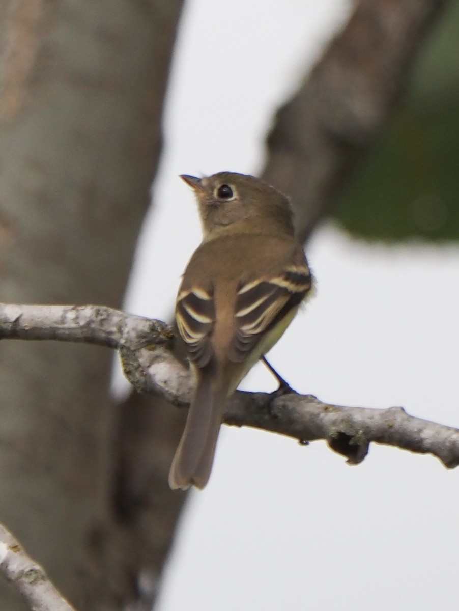 Least Flycatcher - ML624093623