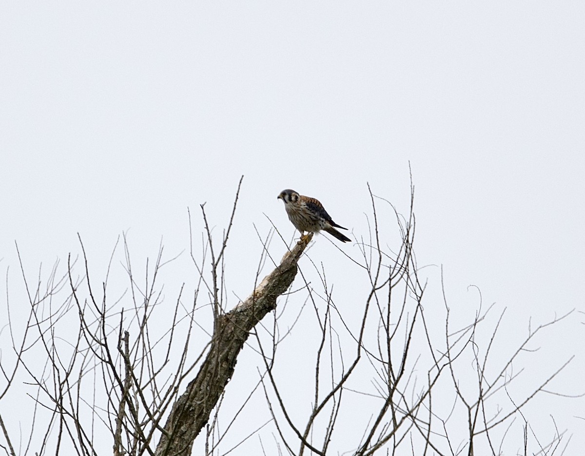 American Kestrel - ML624093635