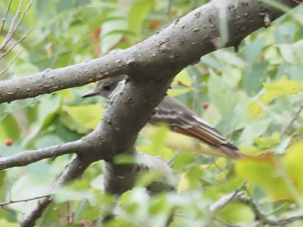 Great Crested Flycatcher - ML624093637