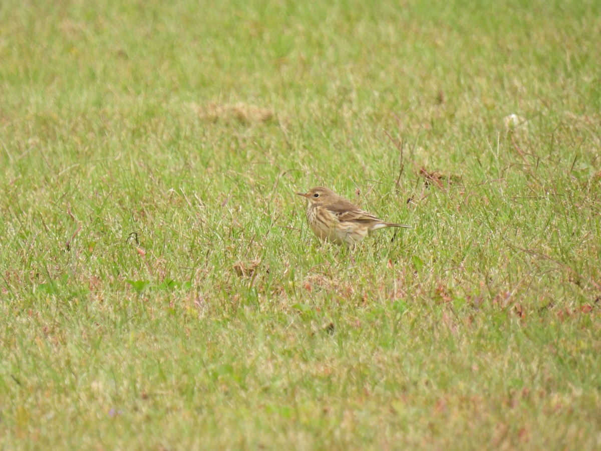 American Pipit - Tim Flight