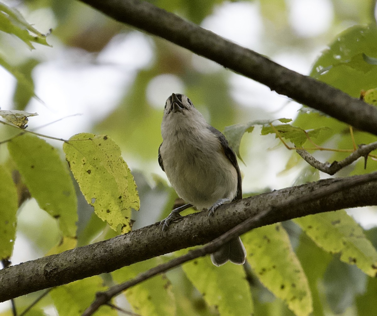 Tufted Titmouse - ML624093656