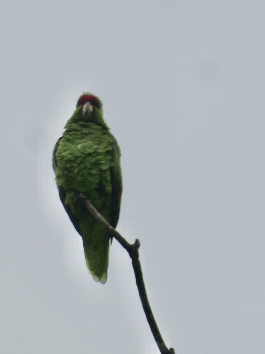 Red-crowned Parrot - ML624093677