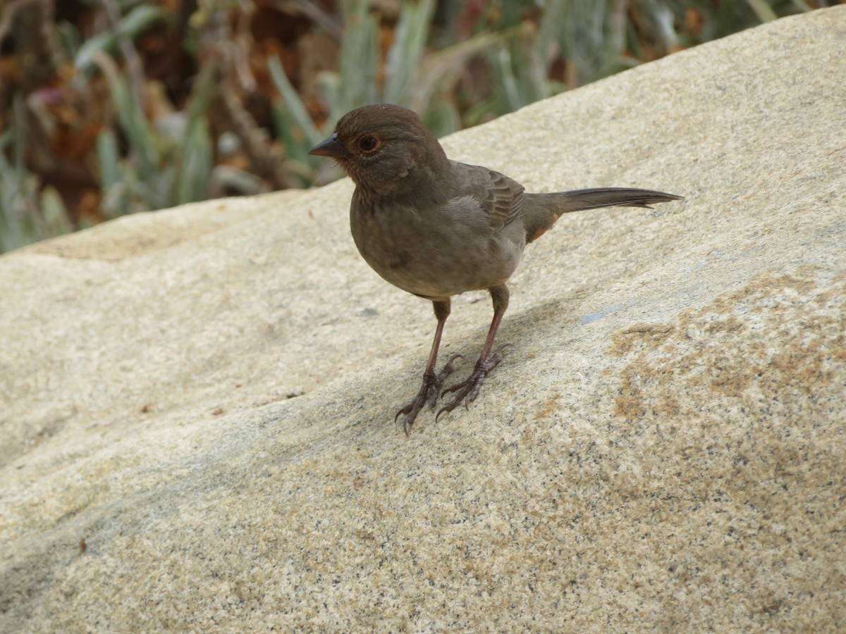 California Towhee - ML624093681