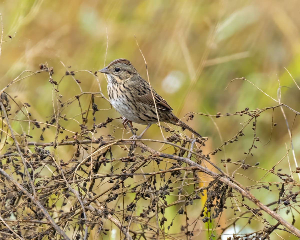 Lincoln's Sparrow - ML624093687