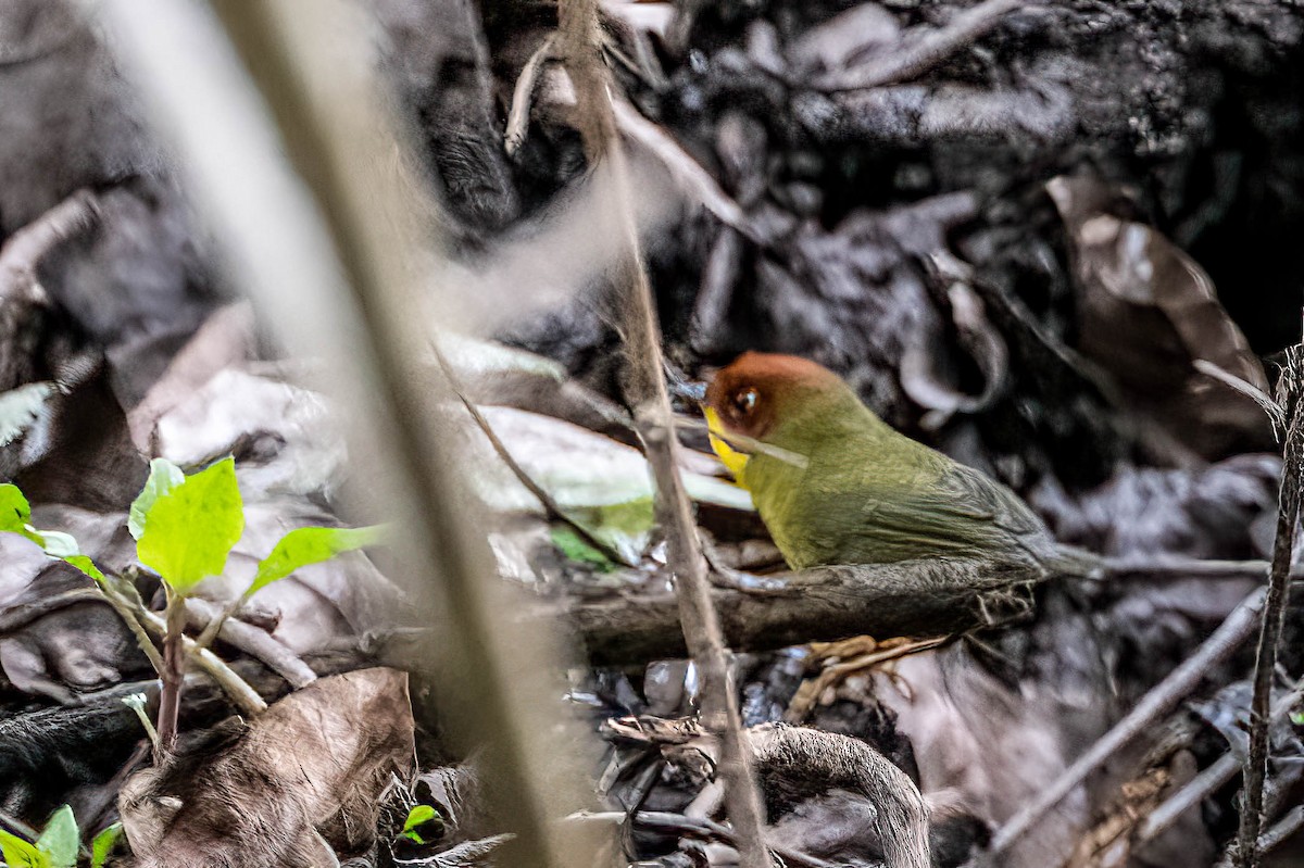 Chestnut-headed Tesia - ML624093690