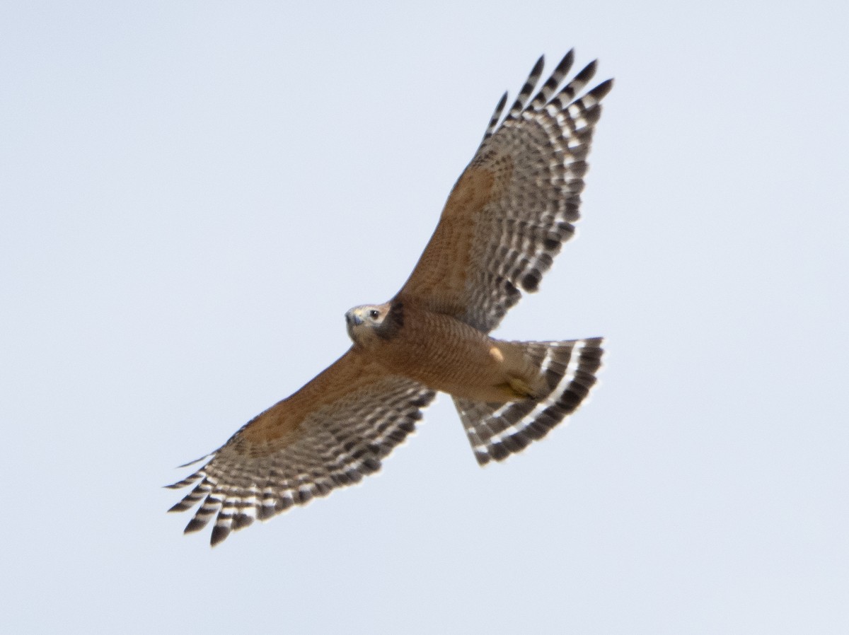 Red-shouldered Hawk - ML624093708