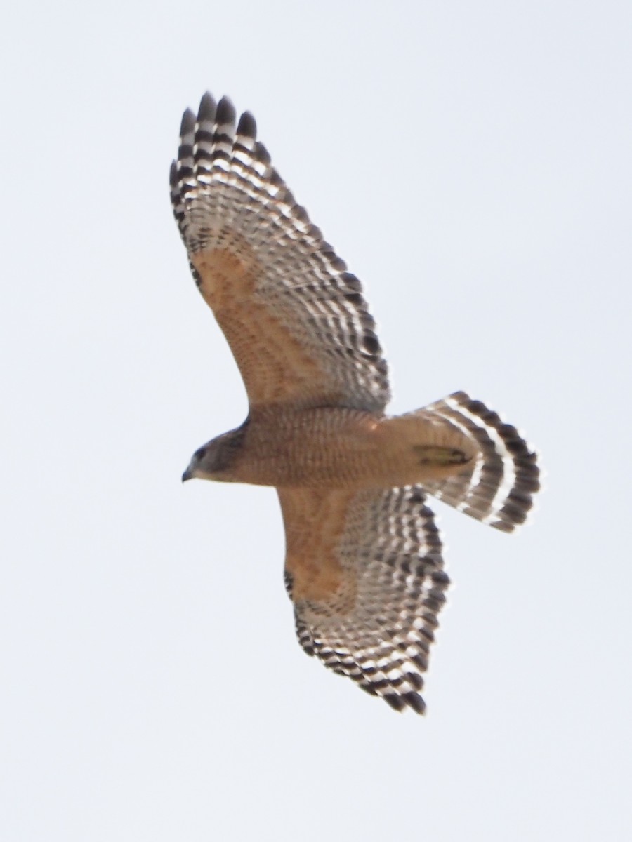 Red-shouldered Hawk - ML624093709