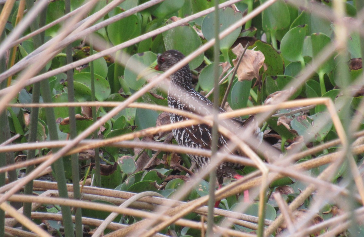 Spotted Rail - Matias Almeida