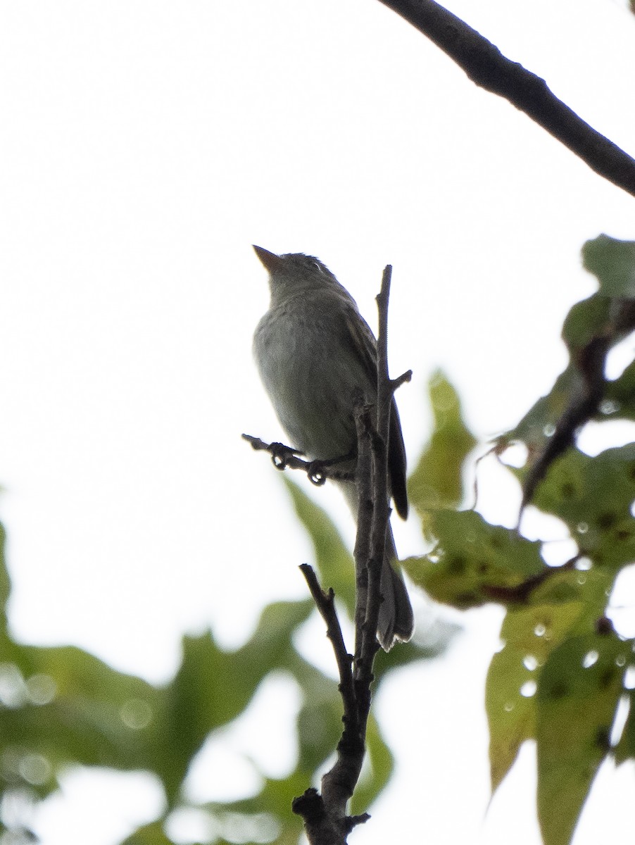 חטפית Empidonax בלתי-מזוהה - ML624093741