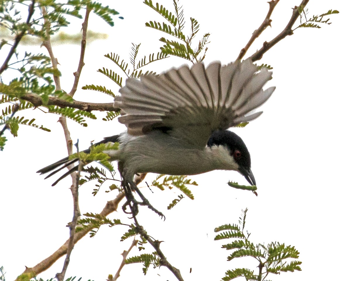 Black-backed Puffback - ML624093771