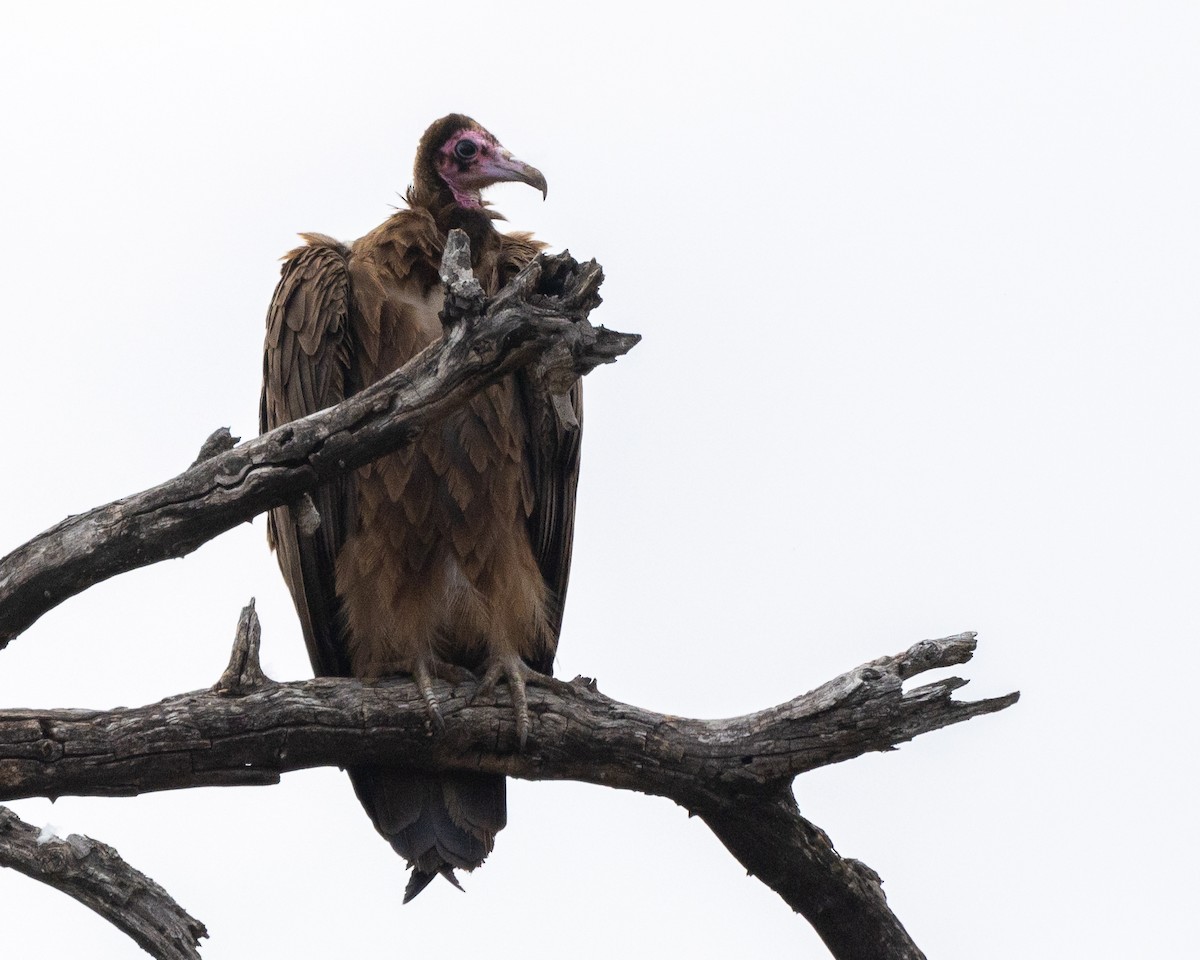 Hooded Vulture - ML624093772